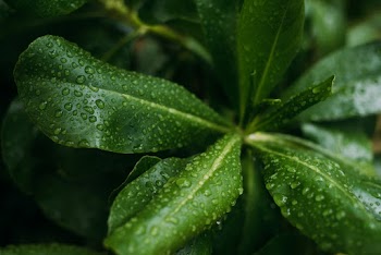 Photo of Green Plant