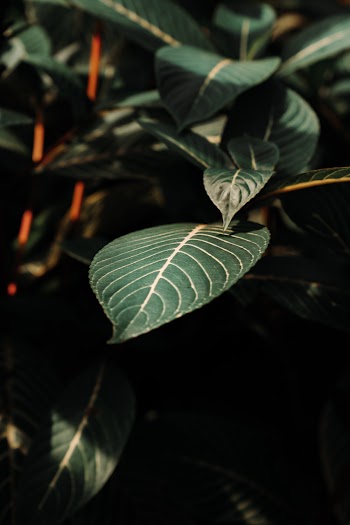 Photo of Green Plant