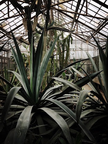 Photo of Green Plants in Greenhouse