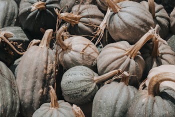 Photo of Green Squash