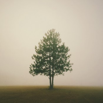 Photo of Green Tree