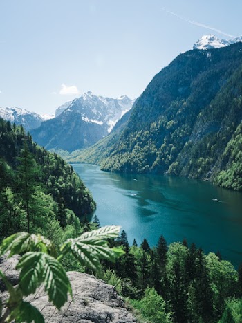 Photo of Green Trees