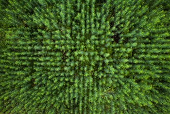 Photo of Green Trees