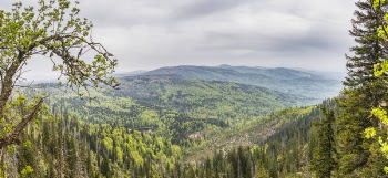 Photo of Green Trees and Mountains during Daylight