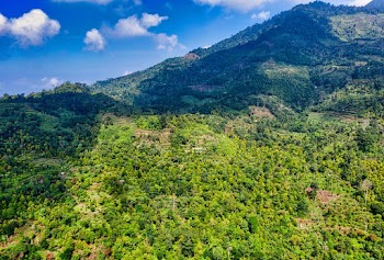 Photo of Green Trees on Mountainside Landscape