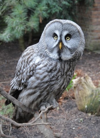 Photo of Grey and Black Owl