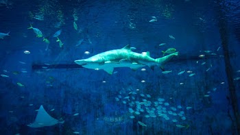 Photo Of Grey Shark