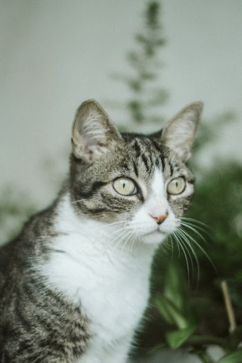 Photo Of Grey Tabby Cat