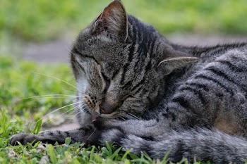 Photo of Grey Tabby Cat Lying on Grass Field
