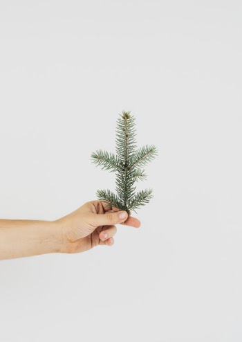 Photo of Hand Holding Green Pine Leaf
