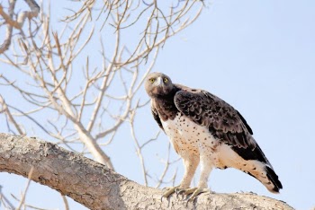Photo of Hawk Perched on a Tree Branch