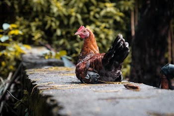 Photo of Hen Sitting on Concrete Surface