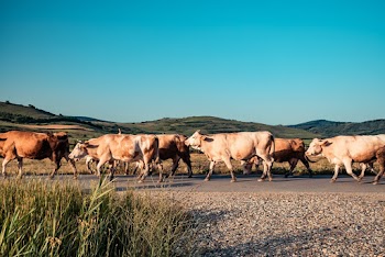 Photo of Herd of Cattle on Road