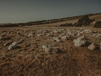 Photo Of Herd Of Sheep On Grass Fields