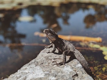 Photo Of Horned Lizard On Top Of Stone