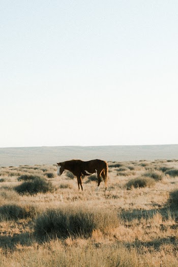 Photo of Horse on Grass Field