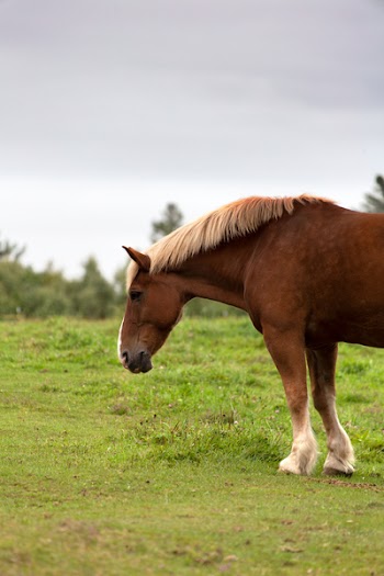Photo of Horse On Grass Field