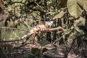 Photo Of Iguana Resting On Tree Branch