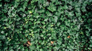 Photo of Ivy Plants