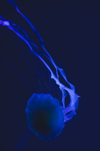 Photo of Jellyfish
