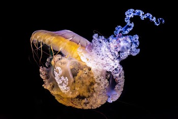 Photo of Jellyfish