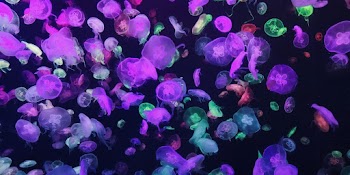 Photo of Jellyfish Lot