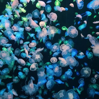 Photo of Jellyfishes