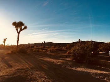 Photo of Joshua Trees