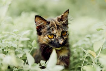Photo of Kitten Surrounded by Plants