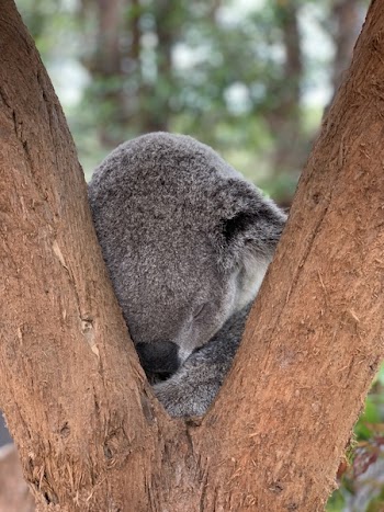 Photo of Koala Bear Sleeping on Tree