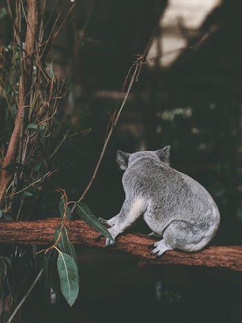 Photo of Koala On Tree Branch