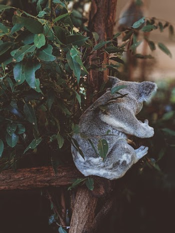 Photo Of Koala Perched On A Tree