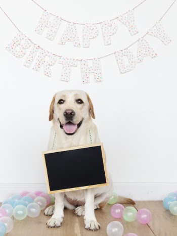 Photo of Labrador Retriever Sitting on Floor Against White Wall with Happy Birthday Sign on it.