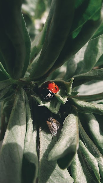 Photo of Ladybug on Plant