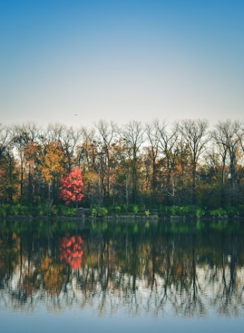 Photo of Lake Near Trees