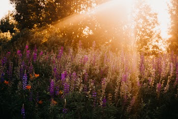Photo of Lavenders During Golden Hour
