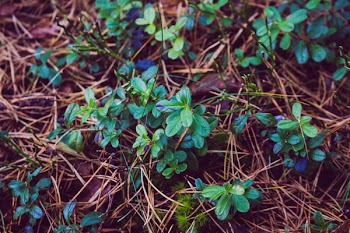 Photo of Leafy Small Plant