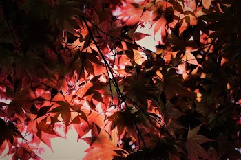 Photo of Leafy Tree