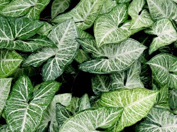 Photo of Leaves