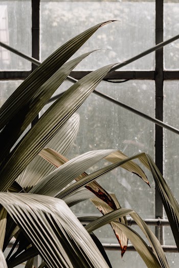 Photo of Leaves Near Window
