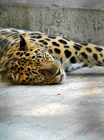 Photo of Leopard Sleeping
