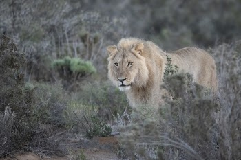 Photo of Lion Beside Green Leaf Trees