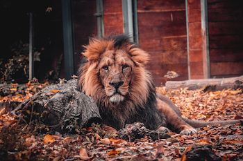 Photo of Lion Lying Down on Ground
