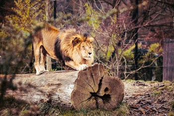 Photo of Lion On Top Of Tree Trunk