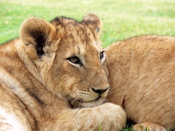 Photo of Lioness