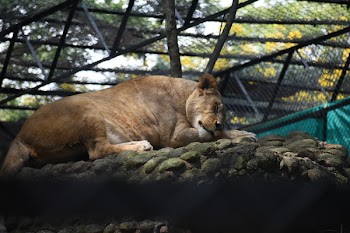 Photo of Lioness Lying Down