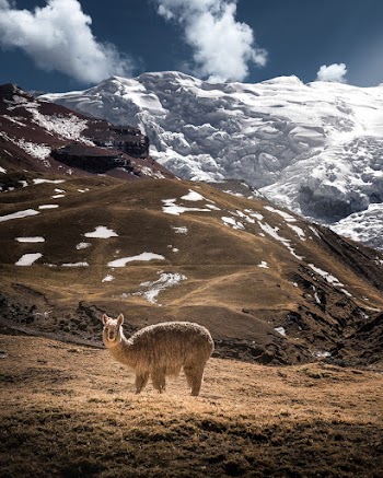 Photo Of  Llama During Daytime