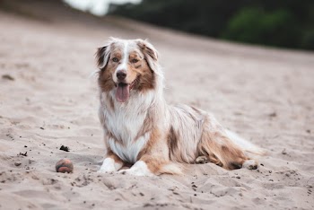 Photo of Long-coated Tan and White Dog Sitting on Sand