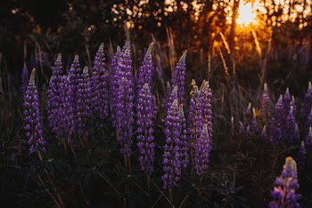 Photo of Lupine Flowers