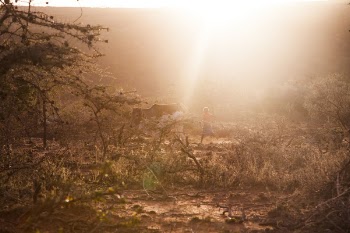 Photo of Man Chasing Cow on Forest